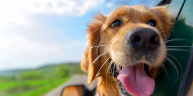 Ein Ferienhaus Schweden mit Hund mieten Schweden Urlaub